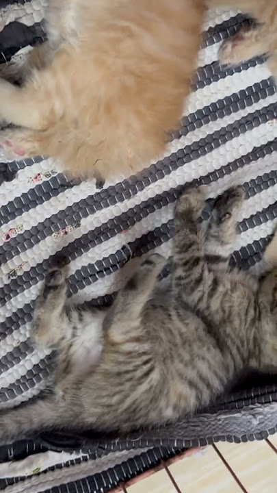 Lucuuu #shortvideo #viralvideo #kitten