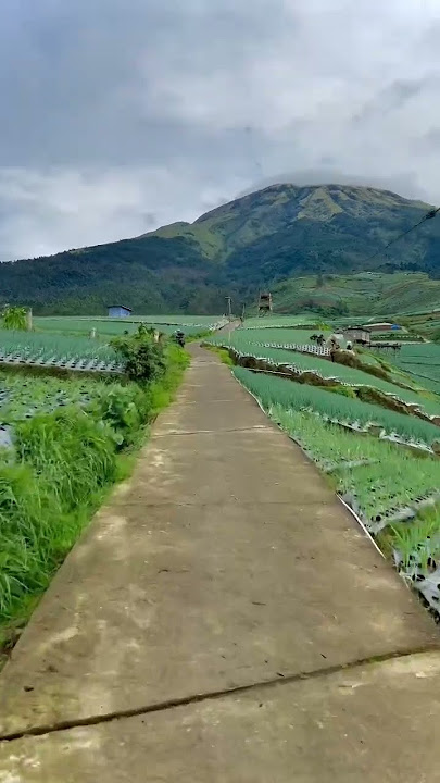 Pesona sukomakmur magelang #explore #indonesia #shortvideo #desa #petani