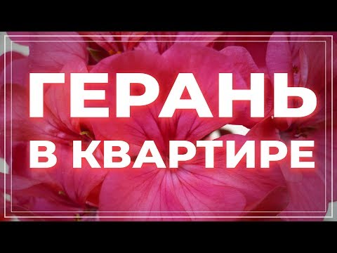 Как сохранить пеларгонию зимой в теплой квартире