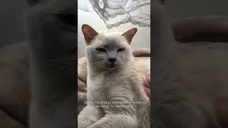 Waking up my Platinum Mink Tonkinese girl for her mealtime.