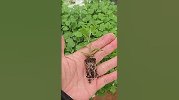 Cúc mâm xôi hàn cấy mô #mamxoihan #caygiongmamxoihan #caygiongcaymo