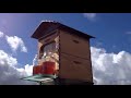 Selfflowing honey beehivehow to harvest honey by this beehive