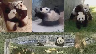 2022-09-15 Xiao Qi Ji ~ Bubbles, Family Time, Whines for Milk, Water, Trees, Rolls, &amp; Cub in a Tub!