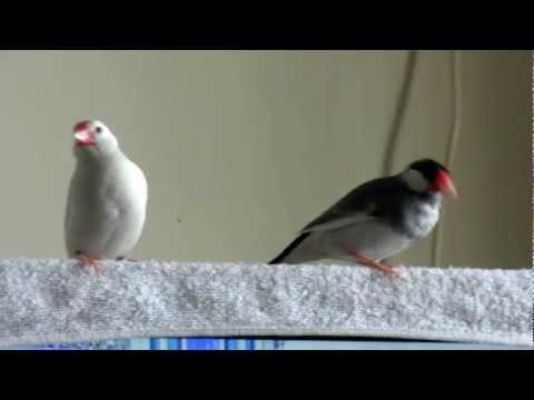 文鳥の求愛ダンスダンスダンス
