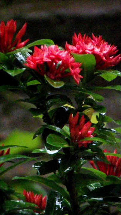 Beautiful Flowers | Rainy day in My Garden | Amazing nature whatsapp status