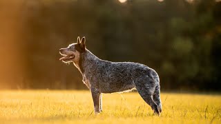 The Advantages of Owning an Australian Cattle Dog