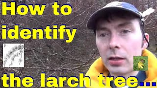 Tree Id Larch Trees - Hybrid European And Japanese Larch - Winter Uk Tree Identification