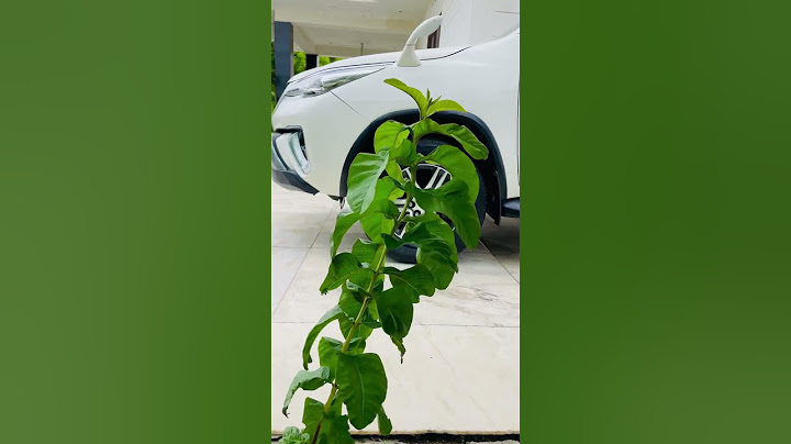Yeh kya Ho gya Fortuner ke sath #shortsfeed #ytshorts #fortuner