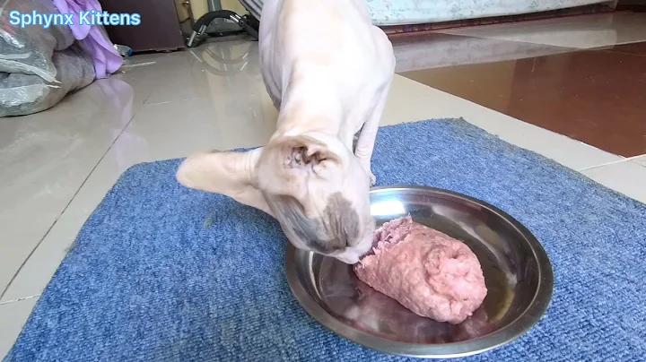 Video 1187401: pregnant sphynx cat, sphynx cat ear, sphynx kitten