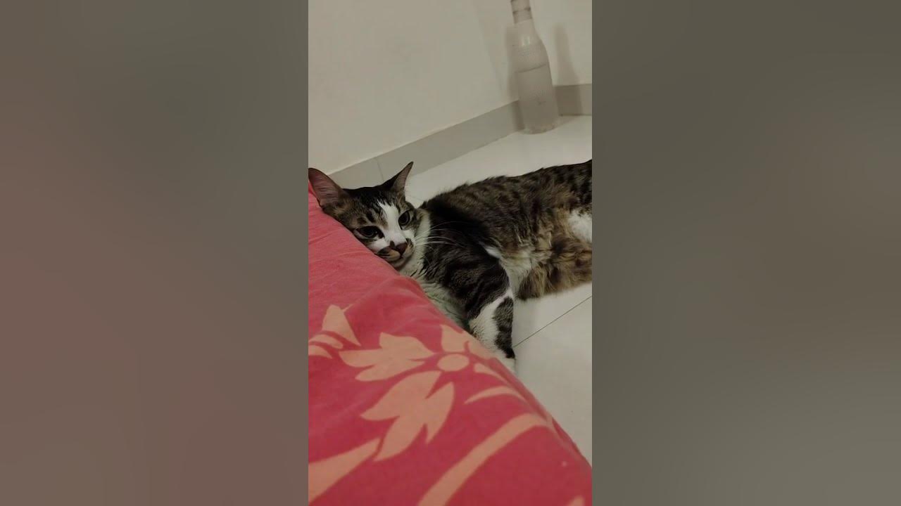 #song #music #coversong #love #cat #vinyloftoday #vinyloftheday #cute #kitten
