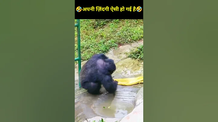 Chimpanzee  washing clothes 😂 Funny   #shorts #short #trending #youtubeshorts #ytshorts #animals