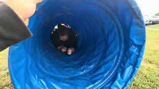 Emmy Works on the Agility Tunnel 8.20.26