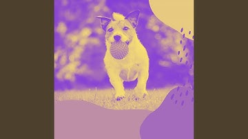 Sensational Backdrops for Relaxing Your Dog