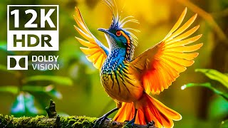 ENDLESS BEAUTY  Dolby Vision 12K HDR | with Cinematic Sound (Colorful Animal Life)