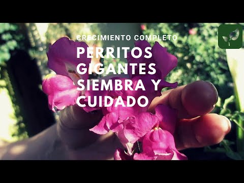 Video: ¿Son las bocas de dragón anuales o perennes? - Diferencia entre las bocas de dragón anuales y las perennes