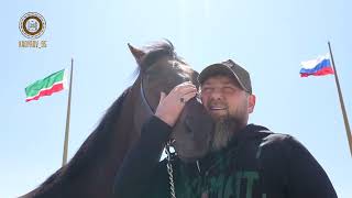 Конь Кадырова по кличке Зазу в Грозном