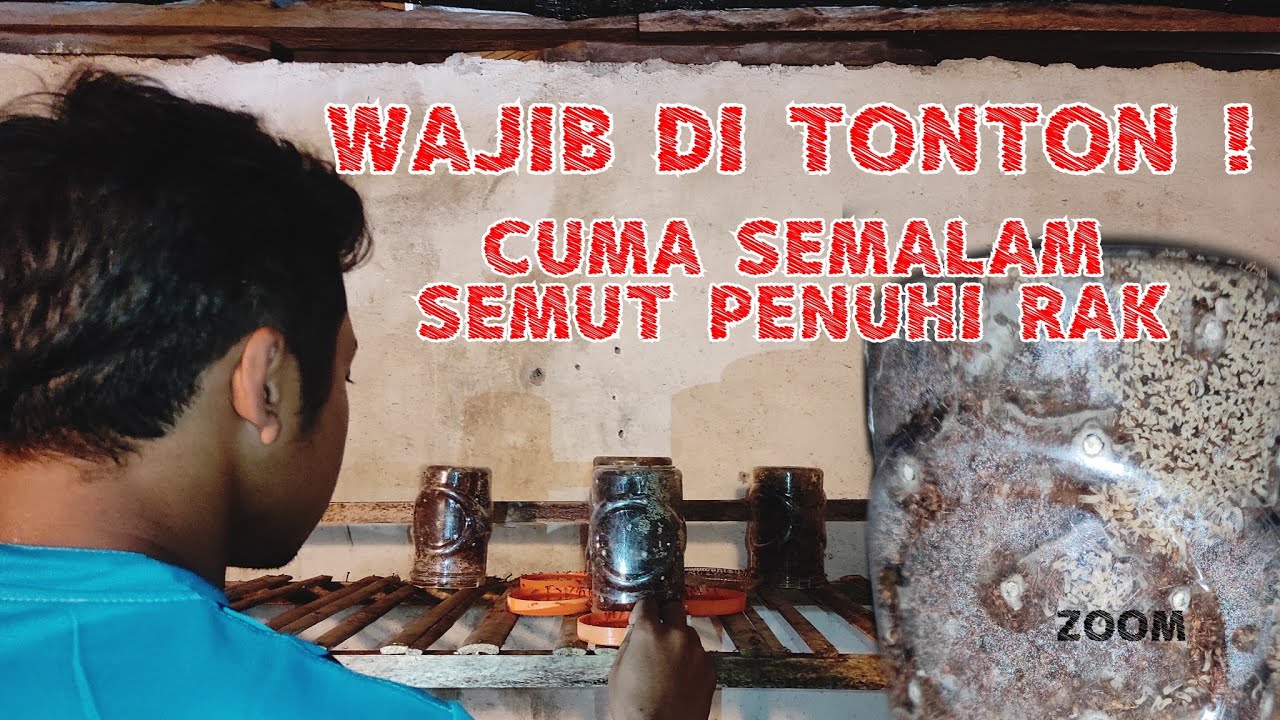 Cara Memindahkan Semut Rangrang Dari Alam Ke Kandang / How to Move Weaver Ants From Nature to Cage