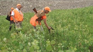 Flushing Dog AKC Hunt Test with Bird Dogs Afield