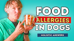 Food Allergies In Dogs: Holistic Answers