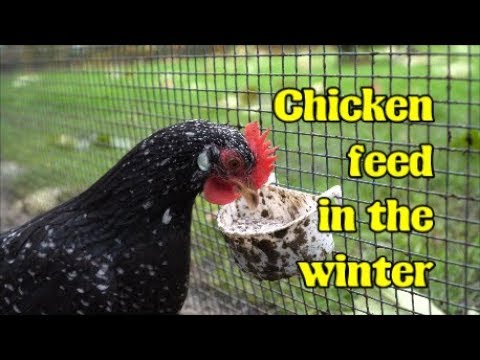 What to feed your chickens during the winter???