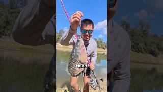 Using Ridiculous Bait To Catch River Monsters Gone Wrong