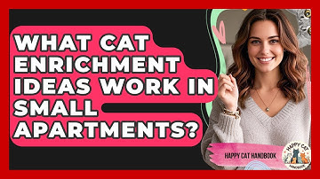 What Cat Enrichment Ideas Work In Small Apartments? - Happy Cat Handbook