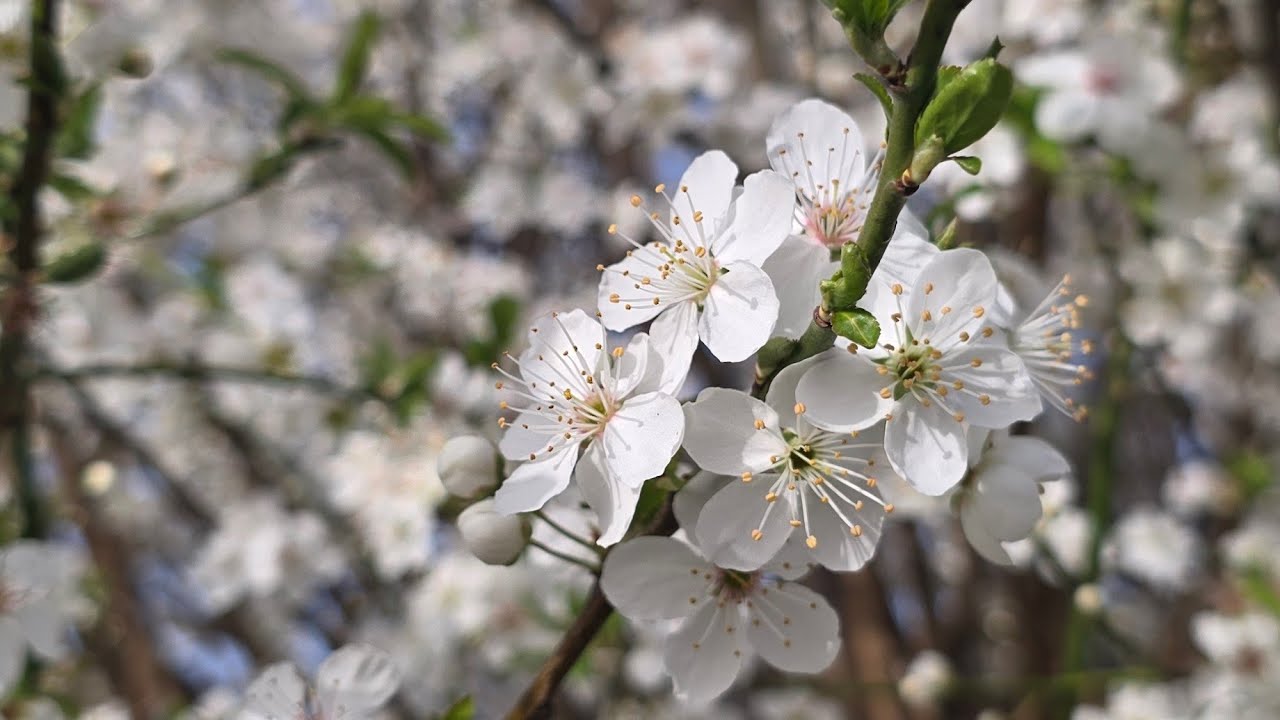 ⚜️📯 O zi normala de joi cu soare primavaratic si piese vintage  🥰 📯⚜️