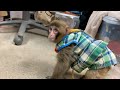 子猿のルートくんの 甘えた鳴き声 がめっちゃ可愛いから聞いて 子猿のルートくんの 甘えた鳴き声 がめっちゃ可愛いから聞いて