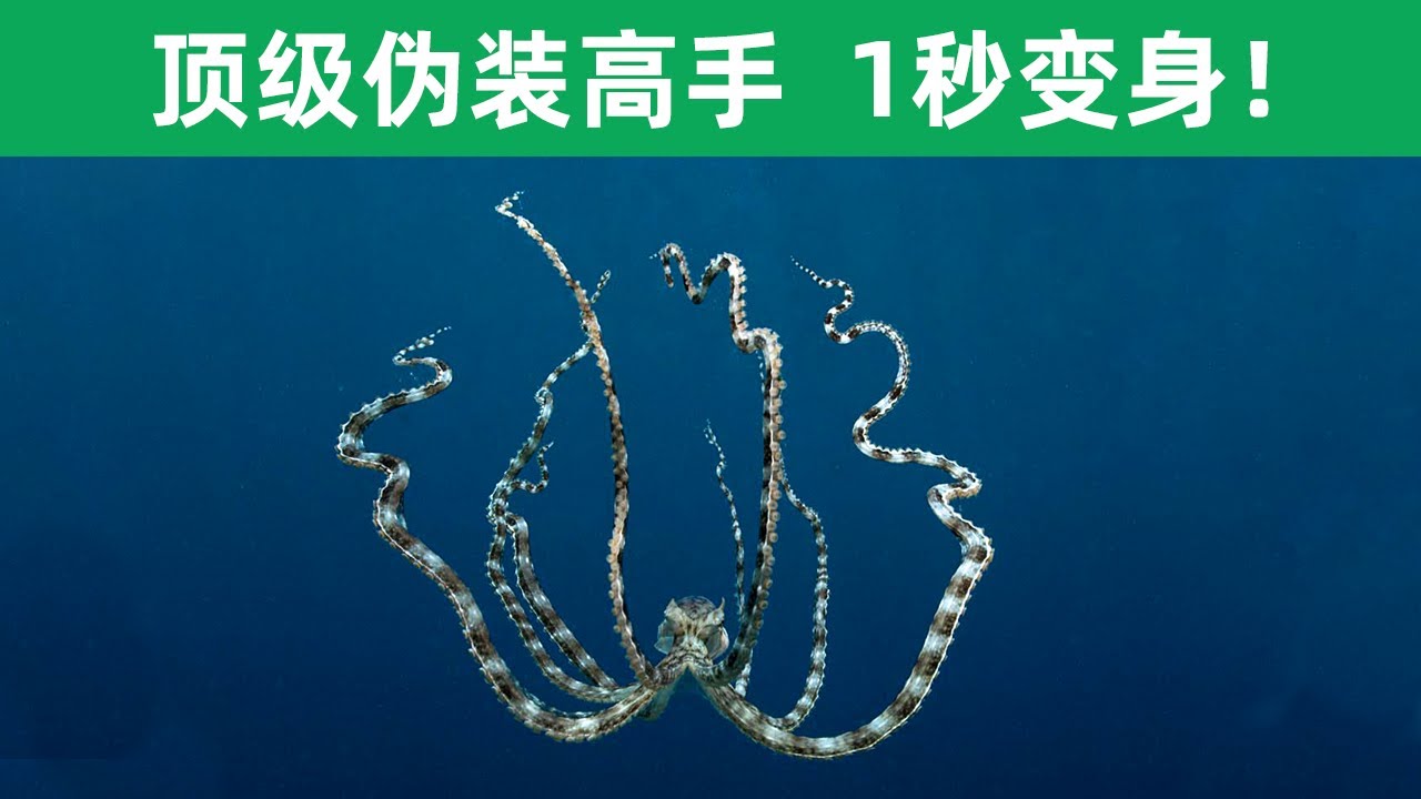 發現海底紫色大眼萌「章魚哥」　科學家直呼可愛