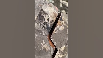 Fossil reveal 🤩🤩 #shorts #fossil #amazing