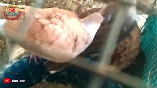 Download Lagu persilangan tekukur dan puter selalu produk tanpa henti dan sekarang sudah ada anaknya lagi MP3