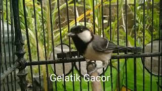 Download Lagu Suara gelatik batu gacor memanggil lawan MP3