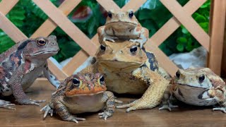 Family photo? toad& toad& toad& toad& toad🐸