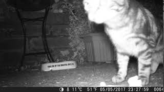 Trail Cam 0048