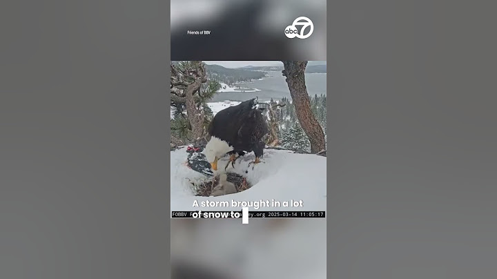 Big Bear eagles live cam shows only 2 of Jackie and Shadow's 3 eaglets in snow-covered nest