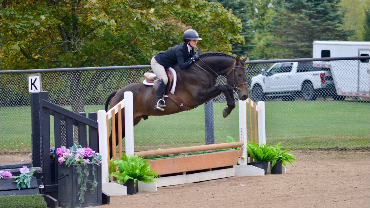 Annings Armani - 7 year old Stallion 