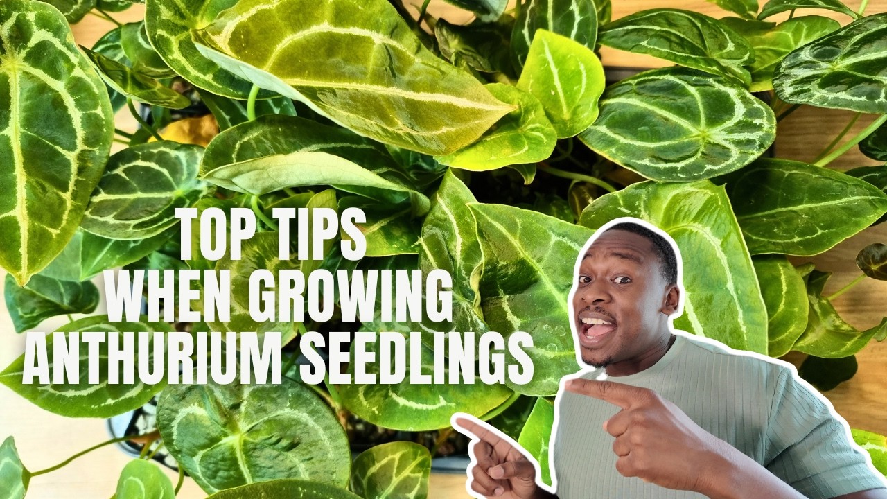 Чему я научился за 6 месяцев выращивания рассады антуриума