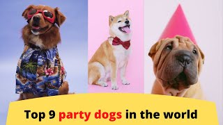 Top 9 Party Dogs in the world
