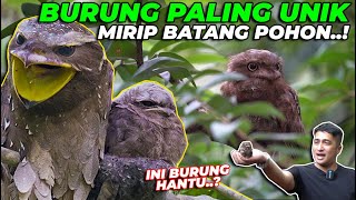 UNIKK..! MIRIP BURUNG HANTU KELAKUAN KAYAK BUNGLON..❗❗( FROGMOUTH )