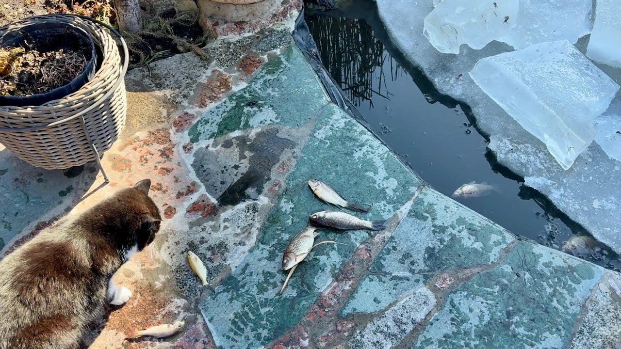 БОЛЬШИЕ ПОТЕРИ! НЕ ВСЕ ВЫДЕРЖАЛИ СИЛЬНЫЕ МОРОЗЫ! ПЕРВАЯ УБОРКА В САДУ!