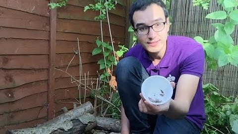 How to Find Bugs (Mission: Invertebrate) | The Royal Parks