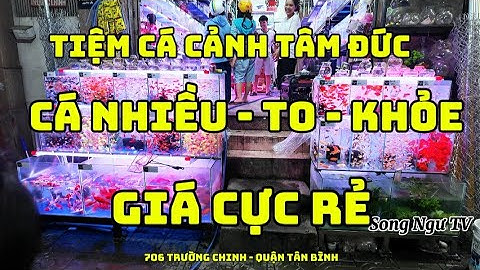 Lạc Vào Thế Giới Cá Cảnh - Cá To Cá Khỏe Mà Giá Cũng Quá Rẻ|Tiệm Cá Tâm Đức Quận Tân Bình| Songngutv
