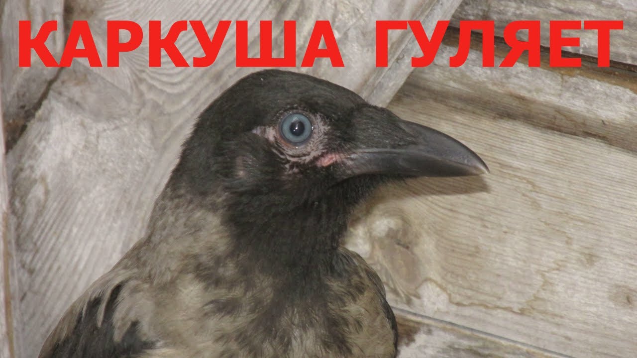 Лада гуляет голой