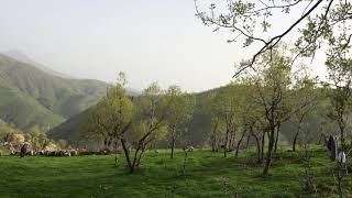 Bnary qandil بنارى قه نديل Resimi