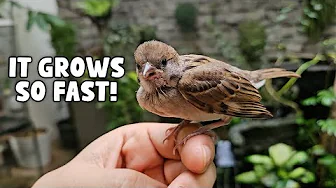 Our Baby Pet Sparrow Is Officially Weaned 🐦 | Vlog #1829
