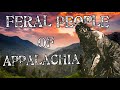 Searching for the feral people of appalachia  deep in the mountains of north carolina