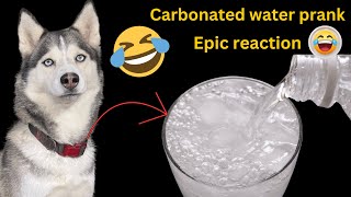 Carbonated Water PRANK on my Dog! #asmr