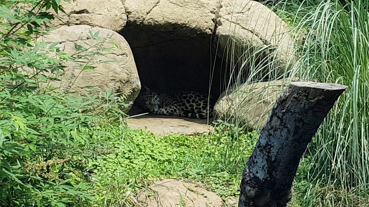 I went to the Birmingham Zoo - YouTube