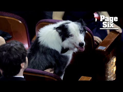 ‘Anatomy of a Fall’ star Messi the dog attends the Oscars 2024 in a bow tie