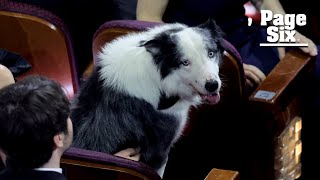 ‘Anatomy of a Fall’ star Messi the dog attends the Oscars 2024 in a bow tie